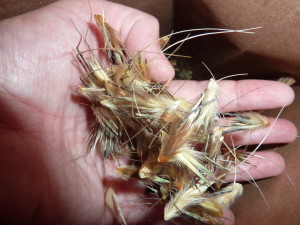 Spiky crop wild relative of oats, Avena sterilis, being put into a paper bag (Photo: RBG Kew)