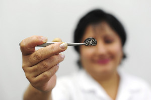 bean research. credit: N. Palmer, CIAT