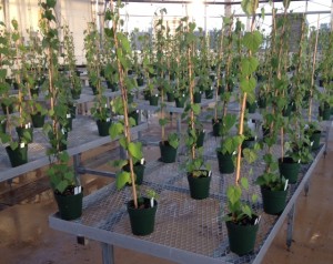 Drought experiment with sweetpotato crop wild relatives in the greenhouse at Southeastern Louisiana University. The research is being carried out by two undergraduate researchers, Tyler Gardner and Nicholas OQuin, with Dr. Rick Miller (R. Miller/SELU)