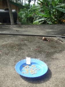 The seeds are placed on a plate for drying. Photo credit: Tim Pearce RBG, Kew