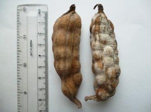 Dried specimen of Ensete glaucum fruit (a wild relative of banana). The huge seeds are visible through the skin. (Photo: L. Jennings)