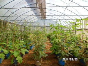 Greenhouse in Sri Lanka