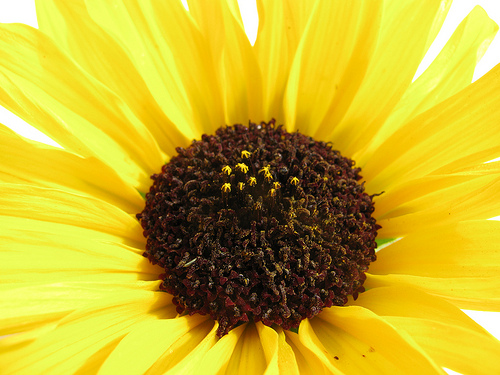 Silverleaf sunflower (Helianthus argophyllus). Photo by Kasia Stepien