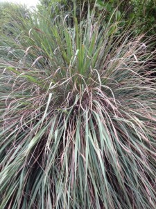 Tripsacum dactyloides, CWR of maize, in Florida