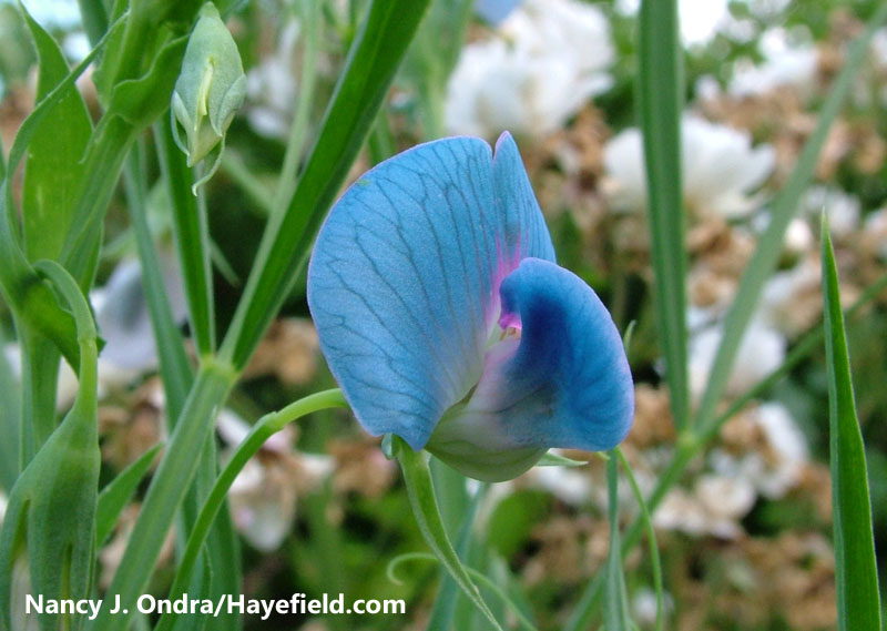 Pretty Poisonous  a grasspea in flower (Photo credit: Nancy J. Ondra)