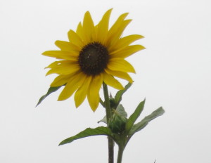 Helianthus annuus, Colin Khoury