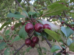 Malus ioensis var palmeri, a wild relative of apple from the U.S.A. (Photo: L. Jennings)