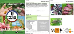Seed-collecting-guide-Musa