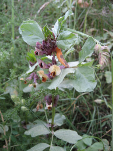 Crop wild relative Vicia hyaeniscyamus may have useful traits to make faba bean more resilient (Photo: Colin Khoury)