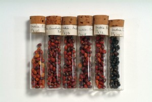 Range of seeds (ITTA Image Library)