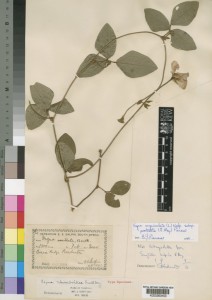 Herbarium specimen of cowpea