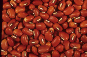 Cowpea seeds (ITTA Image Library)