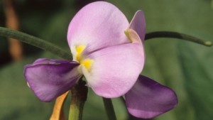 Flowering cowpea (ITTA Image Library)