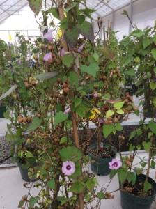 Sweetpotato crop wild relative I. cynanchifolia (R. Scotland/U. Oxford)