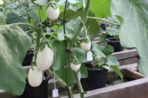 Fruits of white eggplant from Ivory Coast