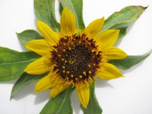 serpentine sunflower (Helianthus exilis A. Gray). photo- Kasia Stepien
