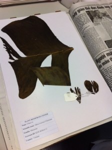 Herbarium sheet with a section of banana leaf. 