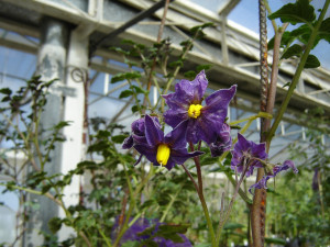 Solanum incamayoense: A potato wild relative growing in a greenhouse of the INTA Balcarce research station for regeneration. Photo by A. Digilio.