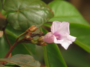 Ipomoea ramosissima flower. Photo by R. Scotland.