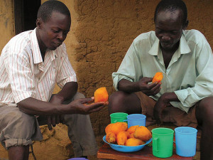 sweet potatoes. credit: Tumwegamire, S., International Potato Center (CIP)