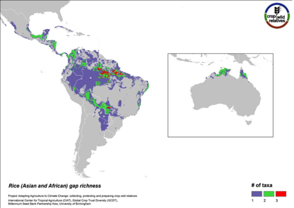 The pantropical rice genepool composed of 21 species is particularly species rich in South to Southeast Asia, West Africa, and northern South America. Eight of these species are designated as high priority for collecting. The regions with the greatest number of species requiring collecting are in South America and northern Australia.