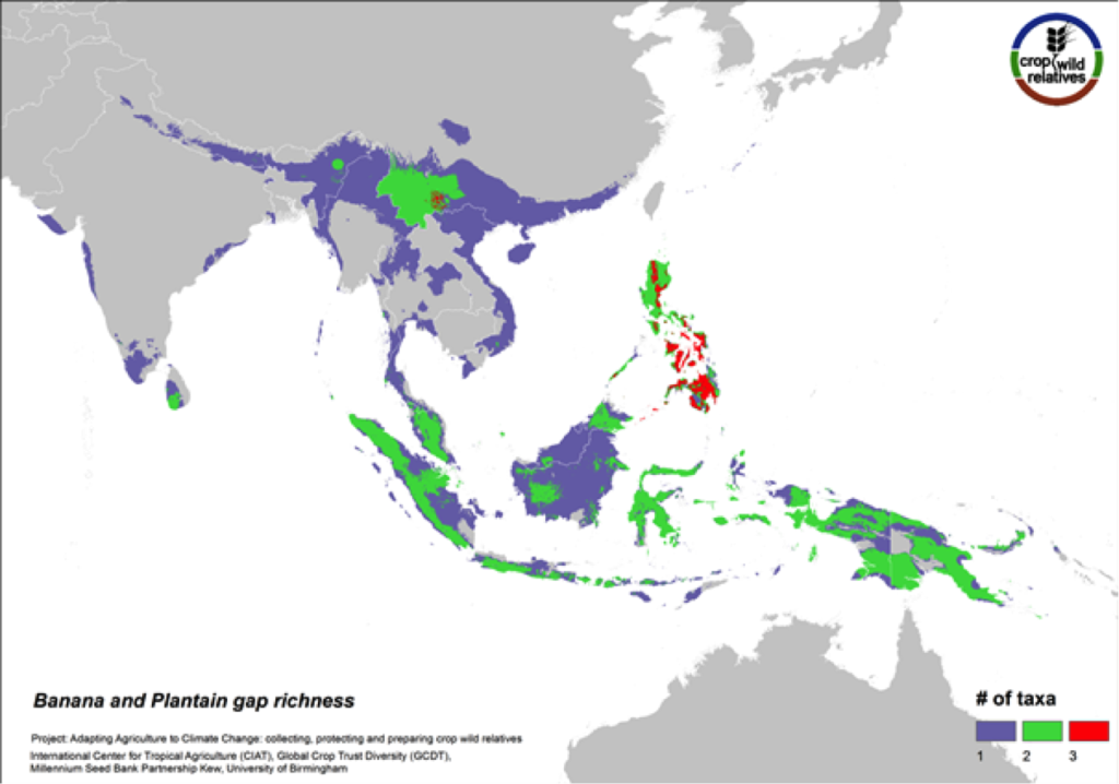 Sweet bananas and starchy plantains share the same wild relatives. Together these crops are cultivated in more than 130 countries, and are extremely important in East Africa and a number of other tropical regions. We assessed the wild relatives of these crops at the species level. The CWR species are distributed in Southeast Asia, particularly in the Philippines and in Southern China, and the gaps in collections for the six high priority species are concentrated in these same areas (Fig. 12).