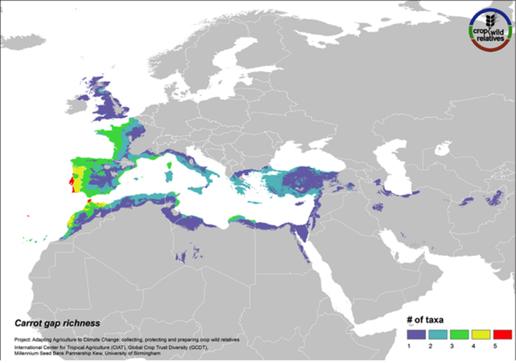 The wild relatives of carrot are distributed in the Mediterranean, Europe and the Middle East. 94% of the assessed 18 carrot wild relatives are considered of high priority for collecting. Geographic regions with the greatest need for collecting carrot CWR include the Western Mediterranean, Western Europe, and Cyprus (Fig. 16).
