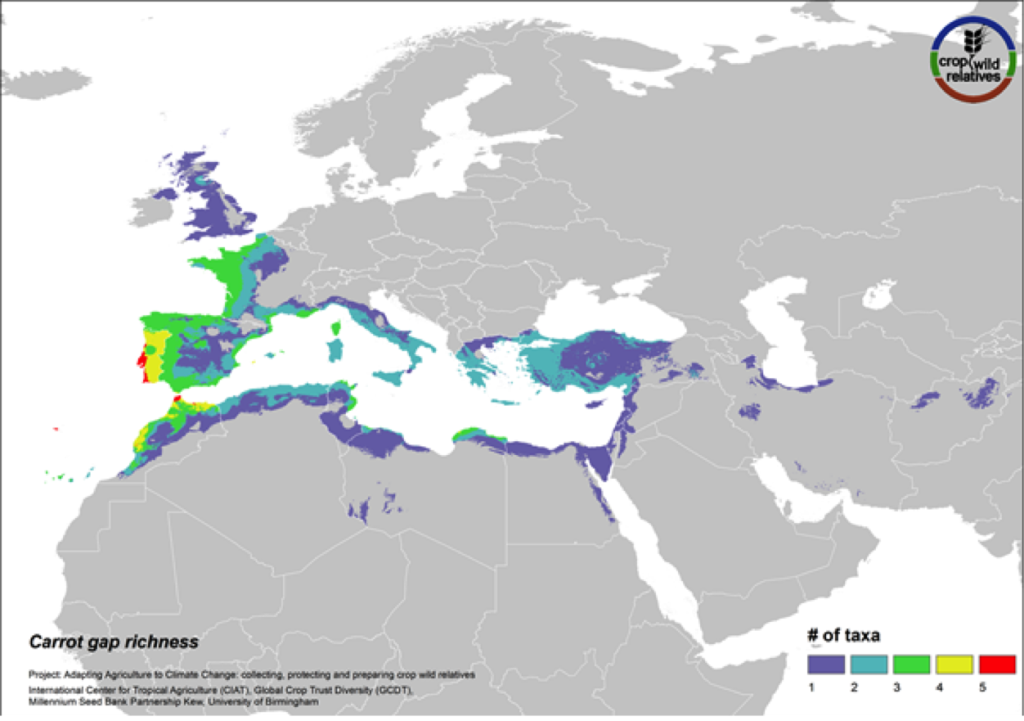 The wild relatives of carrot are distributed in the Mediterranean, Europe and the Middle East. 81% of carrot’s 21 wild relatives are considered of high priority for collecting. Geographic regions with the greatest need for collecting carrot CWR include the Western Mediterranean, Western Europe, and Cyprus (Fig. 16).