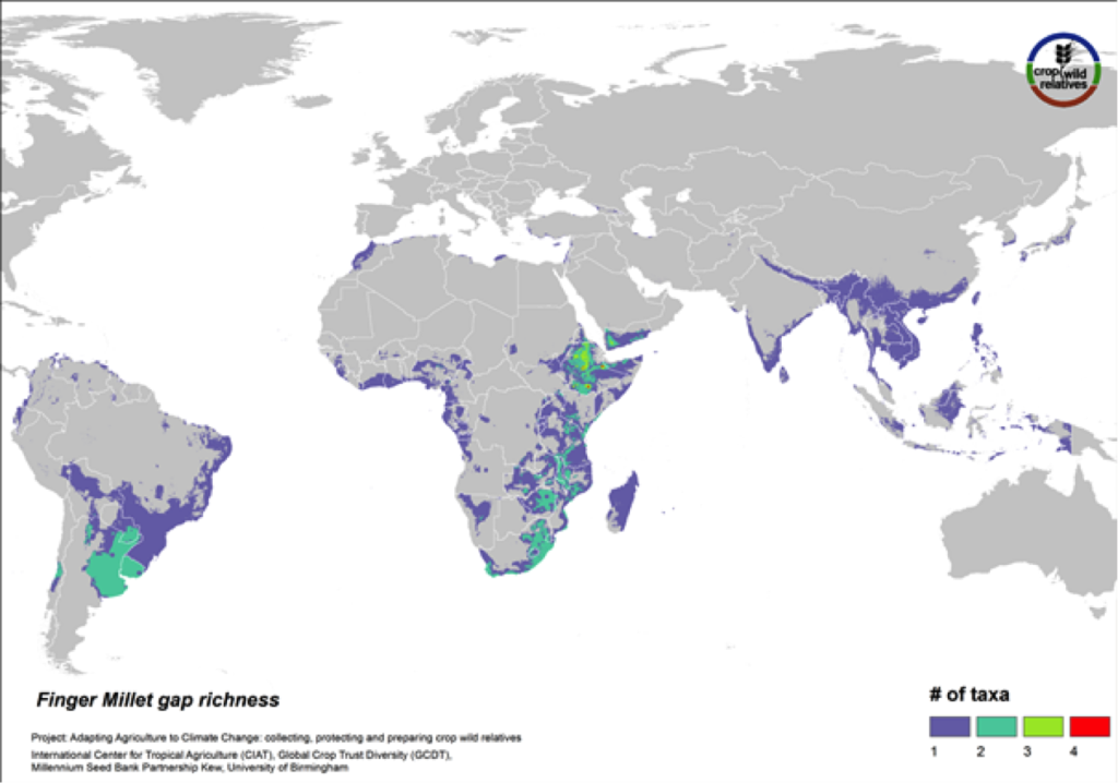 Finger millet is a drought tolerant crop cultivated in arid highland areas of East and southern Africa and South Asia. The pantropical genepool comprised of six CWR is concentrated in East and southern Africa, especially in Ethiopia. Geographic regions displaying the most significant gaps in collections for the five high priority species include these areas as well as South America (Fig. 17).