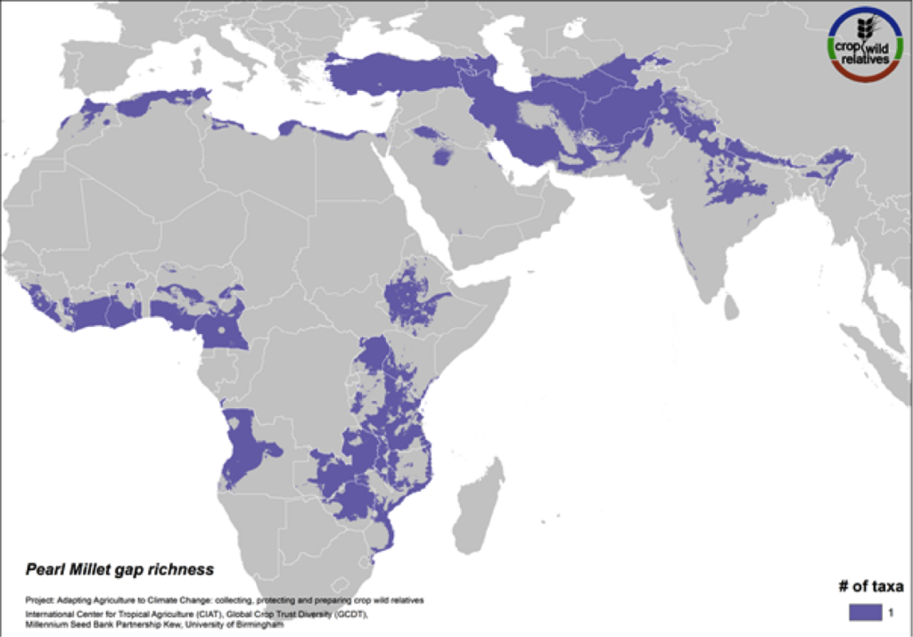 Pearl millet is a staple cereal grain that is very important to communities in the Sahel, East and southern Africa, and India. The crop is consumed in breads, porridges, boiled foods and beer, and can withstand both drought and high temperatures. The five wild relatives of pearl millet are distributed in East and West Africa, the Mediterranean and the Near and Middle East, and gaps in collections for the 4 high priority species persist throughout this range (Fig. 15).