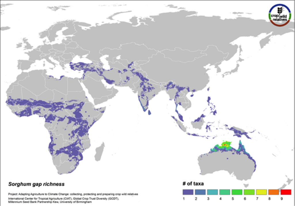 88% of the wild relatives of sorghum are considered high priority for collecting. The genepool is concentrated in tropical northern Australia and southern Africa, and the most significant area identified as in need of collecting is northern Australia (Fig. 13).