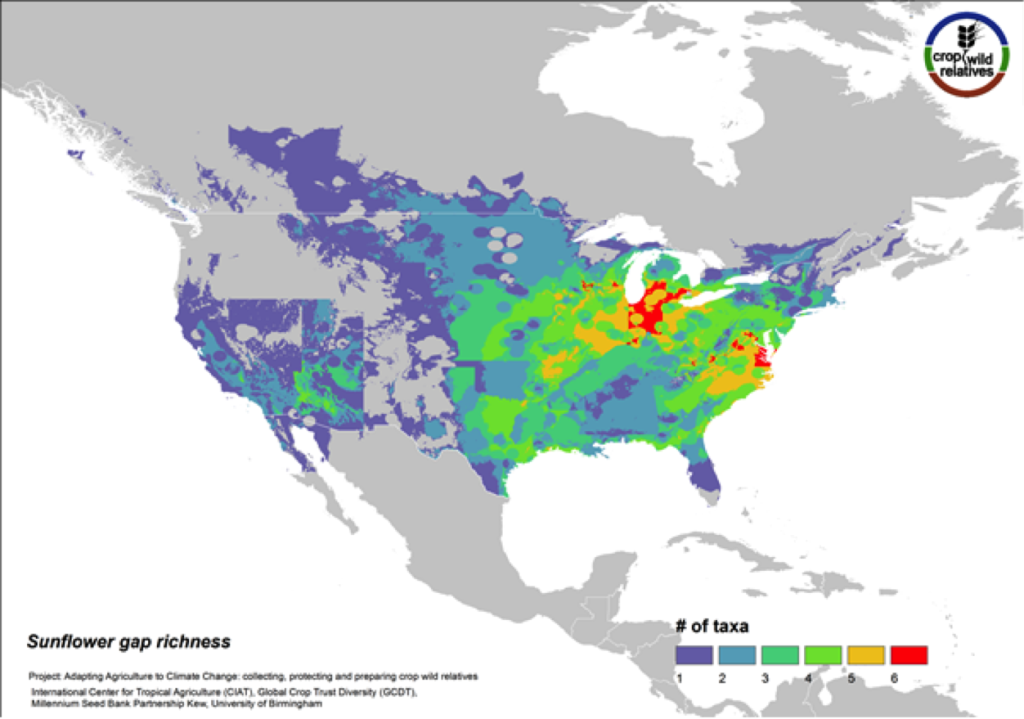 Although sunflower is widely known for its beauty and is planted worldwide as an ornamental, it is cultivated globally as an important seed and oil crop. The 38 assessed wild relatives of sunflower are concentrated in the eastern United States, and the most significant gaps in genebank collections for these species are concentrated in this same region (Fig. 11). Half of all sunflower CWR are considered high priority species for collecting.