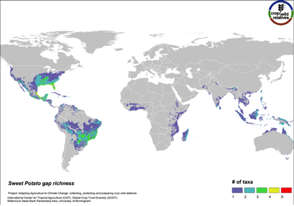 The 14 wild relatives of this important starchy root crop are concentrated in South America and in Central Mexico up into the southeastern United States. Areas identified for collecting the 12 high priority CWR species are distributed throughout this range (Fig. 14).