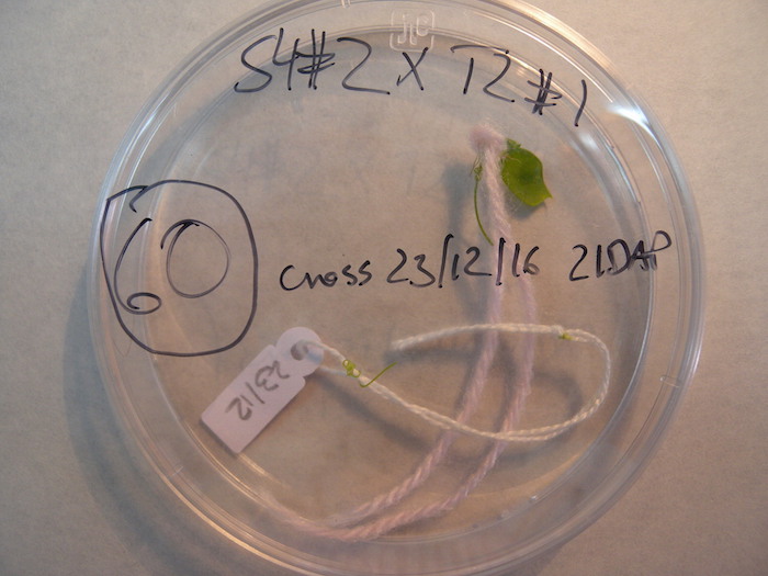 The Christmas cross. Dr. Richard Fratini crossed wild and cultivated lentil, in the greenhouses of the University of León, Spain. Three weeks later, a green pod with a fertilized ovule inside has formed, from which Fratini will need to ‘rescue the embryo’, a common but tedious procedure in lentil breeding. Photo: Richard Fratini