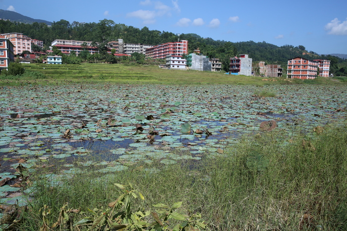 Oryza rufipogon threatened by urban expansion and Lotus production. PrabashTaal (lake), near Palpa, Nepal