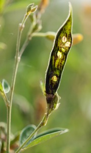 Pod borer damage to pigeonpea. Photo: Michael Major/Crop 