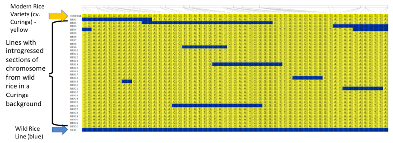 Genotypic data is also stored in Germinate and can be exported into tools such as Flapjack (https://ics.hutton.ac.uk/flapjack), a graphical genotype viewer. Users can move from Germinate to Flapjack then back again to Germinate seamlessly in order to get additional information on plant lines or markers. Data can also be exported to other visualization tools, such as Helium and CurlyWhirly where appropriate, and these tools are freely available from https://ics.hutton.ac.uk. This Flapjack image shows the genotypes of rice pre-breeding lines based on 61 molecular markers located on chromosome 1. The yellow cells show modern rice background while the blue cells show wild rice genomic fragments.