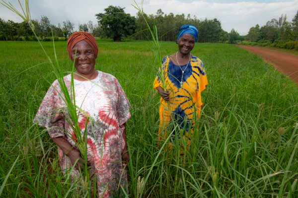 Mary Kwena x 2 displaying a problematic wild finger millet in their finger millet crop in Matungu Sub-County of Kakamega County. Photo: Michael Major/Crop Trust