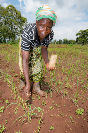 A worker top dresses thinned finger millet on screening plots at KALRO research station near Kakamega. Screening of crop wild relatives is being conducted at various locations in Western Kenya. Photo: Michael Major/Crop Trust